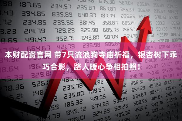 本财配资官网 带7只流浪狗寺庙祈福，银杏树下乖巧合影，路人暖心争相拍照！